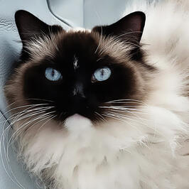 ADORABLE AUGUSTINE.